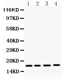 1 - Anti-FGF2 Picoband Antibody ABO12273