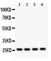 1 - Anti-Flt-3ligand Antibody ABO12274