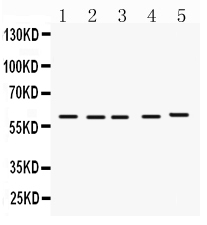 1 - Anti-FMO1 Picoband Antibody ABO12275