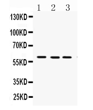 1 - Anti-FMO3 Picoband Antibody ABO12276