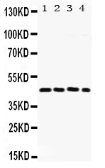 1 - Anti-FRA2 Picoband Antibody ABO12277