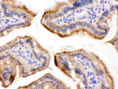 2 - Anti-FUT1 Picoband Antibody ABO12279