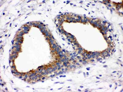 2 - Anti-FUT1 Picoband Antibody ABO12279