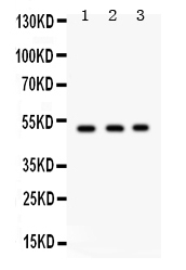 1 - Anti-FUT1 Picoband Antibody ABO12279