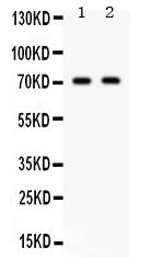 1 - Anti-Frizzled Homolog 1 Picoband Antibody ABO12280