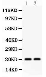1 - Anti-HSPB2 Picoband Antibody ABO12284