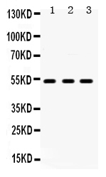 1 - Anti-5HT2A Receptor Picoband Antibody ABO12285