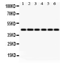1 - Anti-IDO1 Picoband Antibody ABO12289