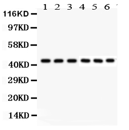 1 - Anti-KIN Picoband Antibody ABO12293