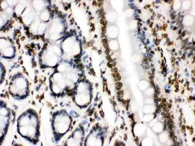 2 - Anti-Lamin B1 Picoband Antibody ABO12297