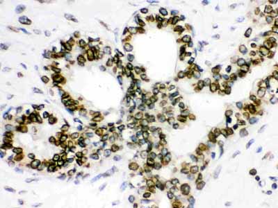 2 - Anti-Lamin B1 Picoband Antibody ABO12297