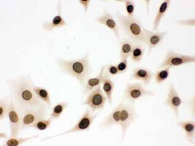 2 - Anti-Lamin B1 Picoband Antibody ABO12297