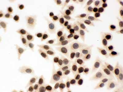 2 - Anti-Lamin B1 Picoband Antibody ABO12297