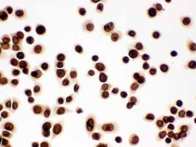 2 - Anti-Lamin B1 Picoband Antibody ABO12297