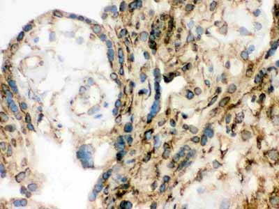 2 - Anti-Lamin B1 Picoband Antibody ABO12297