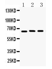 1 - Anti-Lamin B1 Picoband Antibody ABO12297