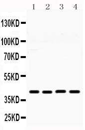 1 - Anti-MICB Picoband Antibody ABO12299