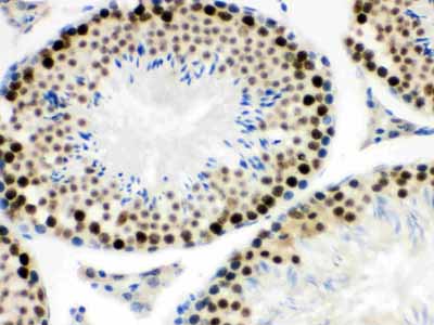 2 - Anti-MNAT1 Picoband Antibody ABO12300