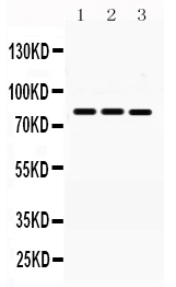 1 - Anti-MNAT1 Picoband Antibody ABO12300