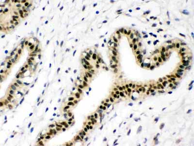 2 - Anti-p95 NBS1 Picoband Antibody ABO12301