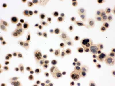 2 - Anti-p95 NBS1 Picoband Antibody ABO12301