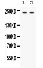 1 - Anti-Otoferlin Picoband Antibody ABO12302