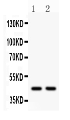 1 - Anti-Wnt3 Picoband Antibody ABO12305