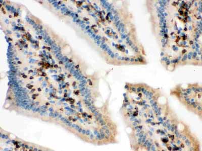 2 - Anti-Cofilin Picoband Antibody ABO12306