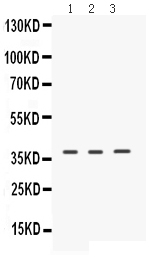 1 - Anti-ERVW-1 Picoband Antibody ABO12308