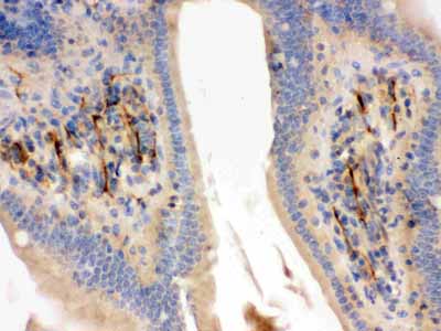 2 - Anti-Flotillin 2 Picoband Antibody ABO12309