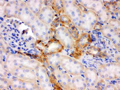 2 - Anti-Flotillin 2 Picoband Antibody ABO12309