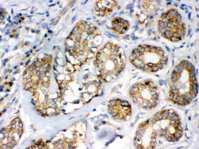 2 - Anti-Flotillin 2 Picoband Antibody ABO12309