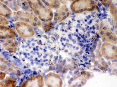 2 - Anti-Flotillin 2 Picoband Antibody ABO12309