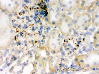 2 - Anti-Flotillin 2 Picoband Antibody ABO12309
