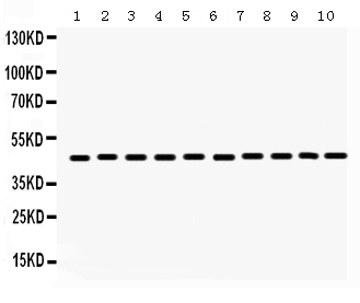 1 - Anti-Flotillin 2 Picoband Antibody ABO12309