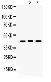1 - Anti-Connexin 45/GJA7 Picoband Antibody ABO12310
