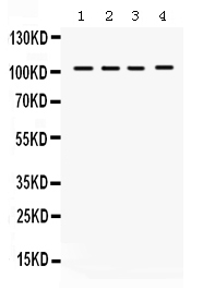 1 - Anti-HDAC7 Picoband Antibody ABO12315