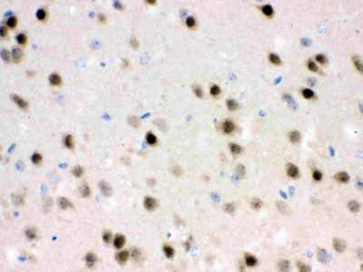 2 - Anti-HDAC11 Picoband Antibody ABO12316