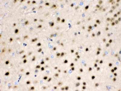 2 - Anti-HDAC11 Picoband Antibody ABO12316