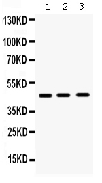 1 - Anti-Hex Picoband Antibody ABO12317