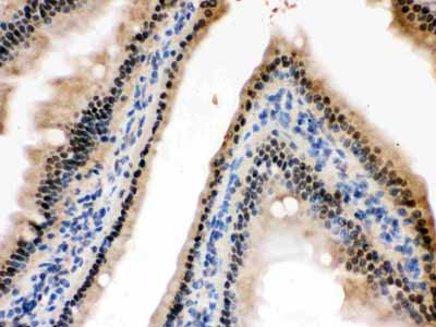 2 - Anti-HINT1 Picoband Antibody ABO12318