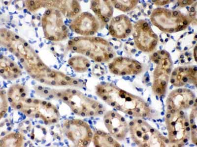 2 - Anti-HINT1 Picoband Antibody ABO12318
