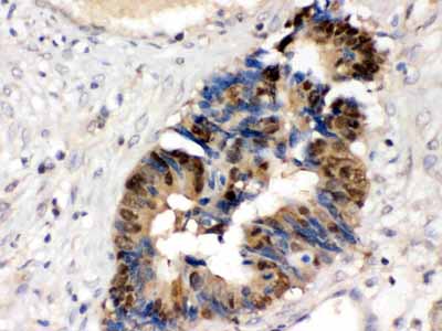 2 - Anti-HINT1 Picoband Antibody ABO12318