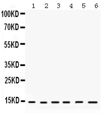 1 - Anti-HINT1 Picoband Antibody ABO12318