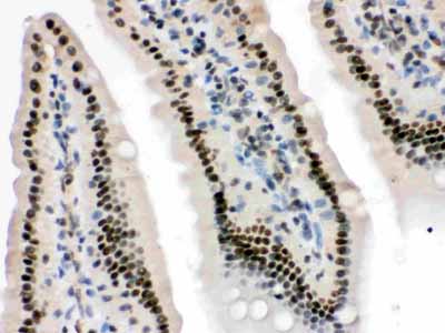 2 - Anti-HMG4 Picoband Antibody ABO12319