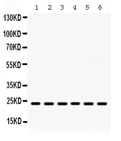 1 - Anti-HMG4 Picoband Antibody ABO12319