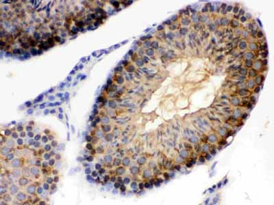 2 - Anti-Hsp90 Alpha Picoband Antibody ABO12321