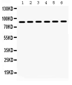 1 - Anti-Hsp90 Alpha Picoband Antibody ABO12321
