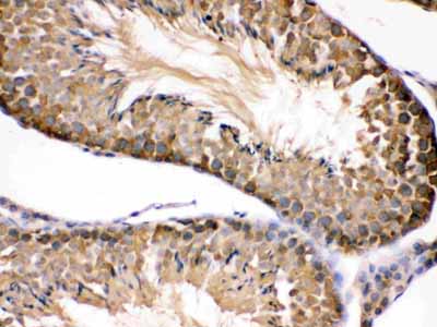 2 - Anti-Hsp90 Beta Picoband Antibody ABO12322