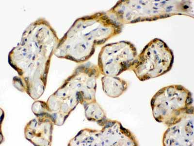 2 - Anti-Hsp90 Beta Picoband Antibody ABO12322